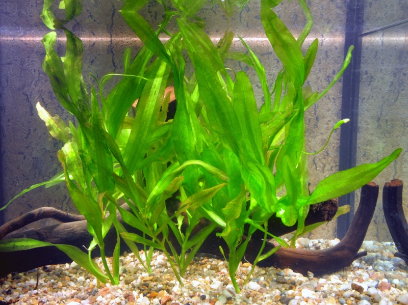 Datei:Vallisneria caulescens.jpg