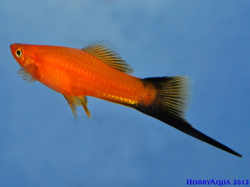 Datei:Xiphophorus helleri.jpg