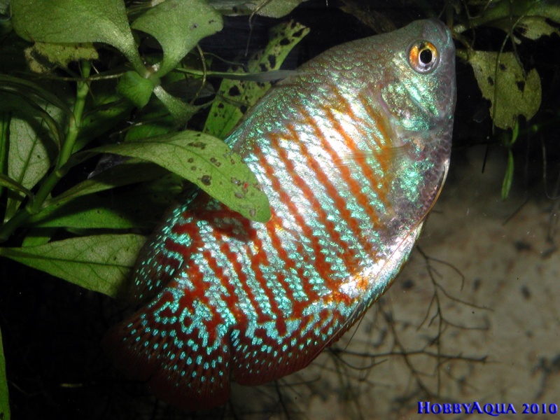 Datei:Zwergfadenfisch.jpg